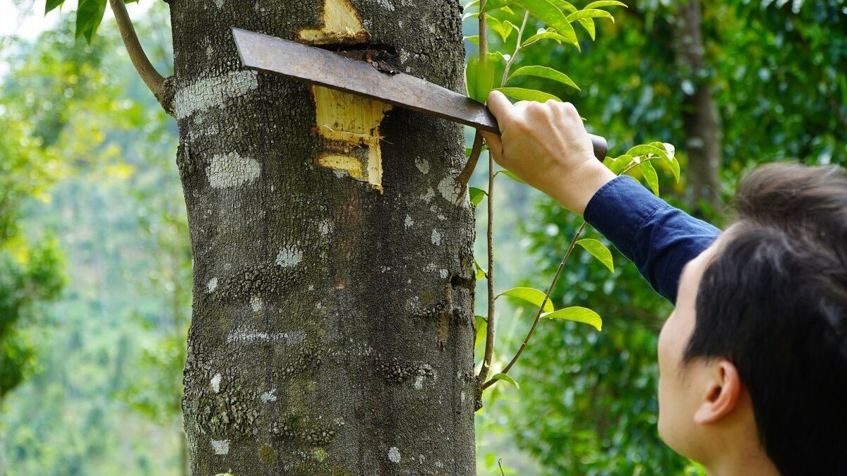 Khát vọng nâng tầm trầm hương Việt của Chiên Đàn - Báo VnExpress Kinh doanh